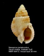 Nassarius jactabundus